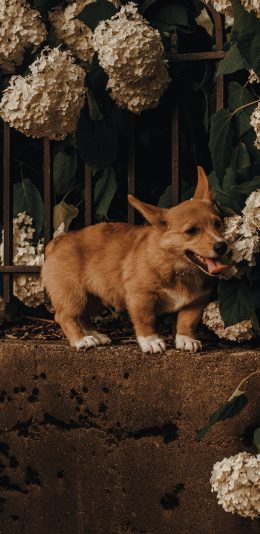 [2436x1125]宠物狗 汪星人 柯基犬 绣球花 苹果手机壁纸图片