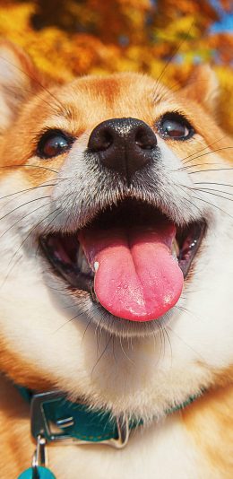 [2436x1125]宠物狗 汪星人 柴犬 秋田犬 可爱（取自站酷网：超级何某某） 苹果手机壁纸图片