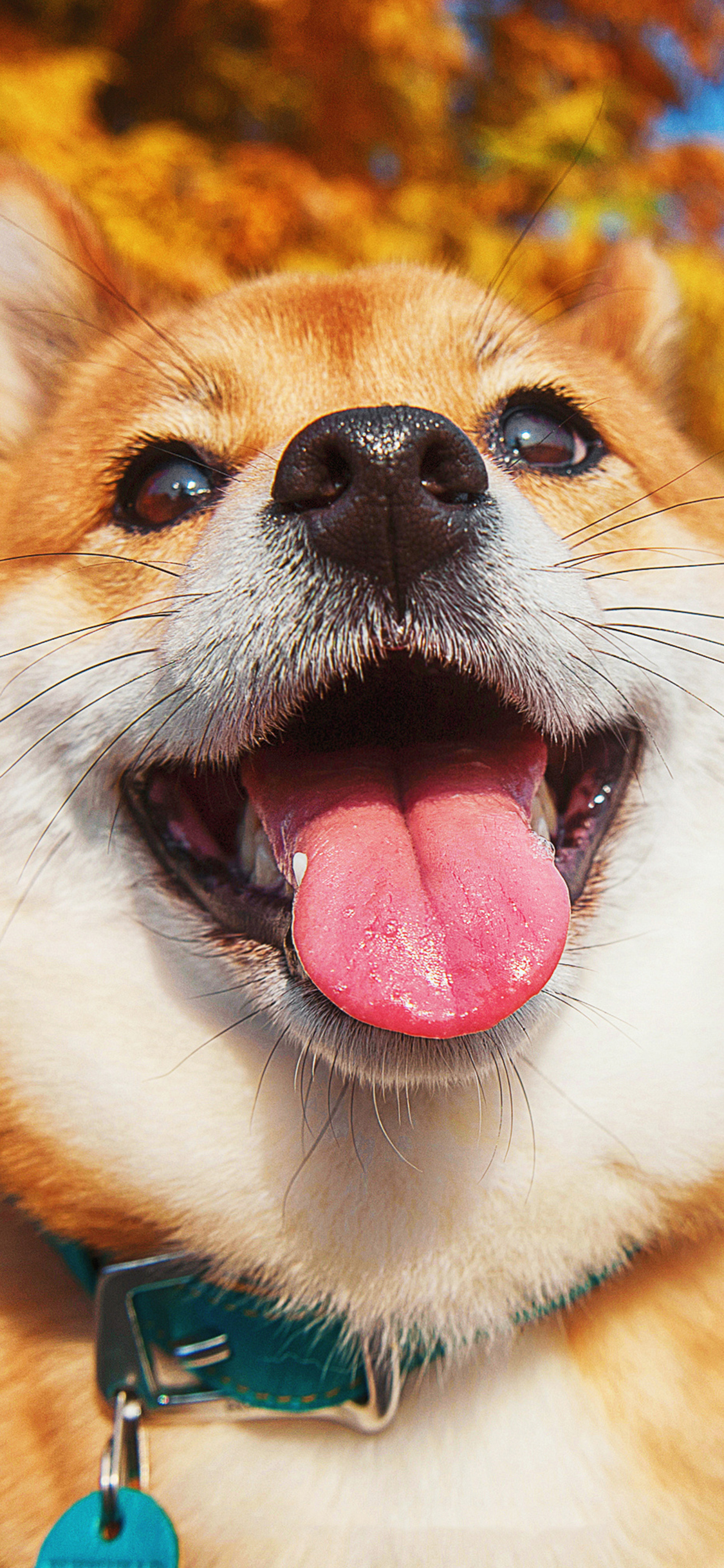 [2436×1125]宠物狗 汪星人 柴犬 秋田犬 可爱（取自站酷网：超级何某某） 苹果手机壁纸图片