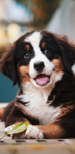 [2436x1125]宠物狗 汪星人 树叶 可爱（取自站酷网：超级何某某） 苹果手机壁纸图片