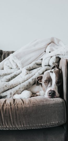 [2436x1125]宠物狗 汪星人 沙发 睡觉 苹果手机壁纸图片