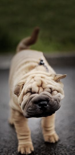 [2436x1125]宠物狗 汪星人 沙皮犬 丑萌 苹果手机壁纸图片