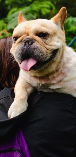 [2436x1125]宠物狗 汪星人 法斗犬 苹果手机壁纸图片