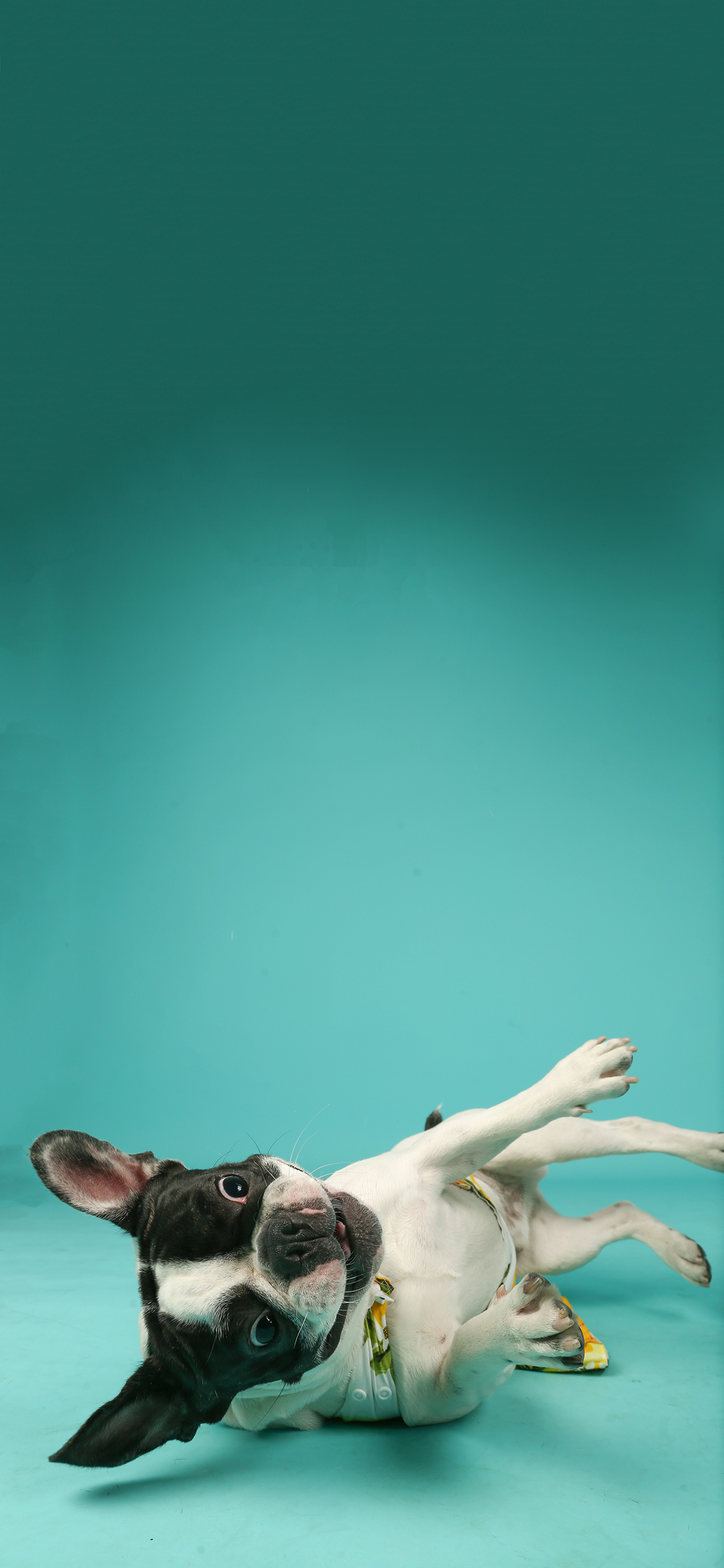 [2436×1125]宠物狗 汪星人 法斗犬 倒地 苹果手机壁纸图片