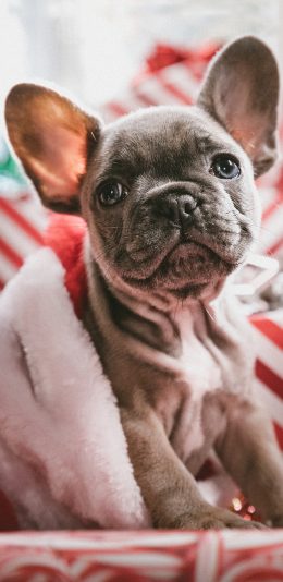[2436x1125]宠物狗 汪星人 法斗犬 圣诞 苹果手机壁纸图片