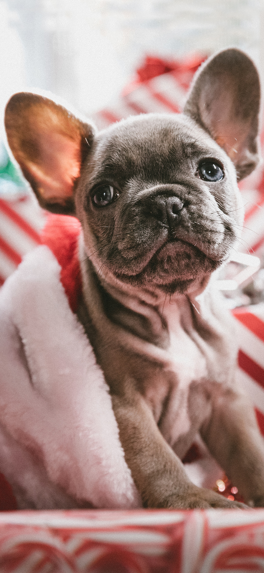 [2436×1125]宠物狗 汪星人 法斗犬 圣诞 苹果手机壁纸图片