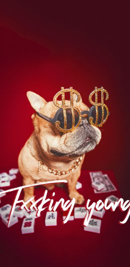 [2436x1125]宠物狗 汪星人 法斗犬 麻将（取自站酷网：PS亲宠摄影） 苹果手机壁纸图片