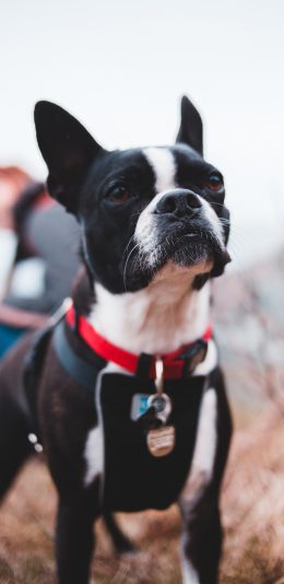 [2436x1125]宠物狗 汪星人 法斗犬 黑白 苹果手机壁纸图片