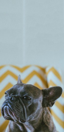 [2436x1125]宠物狗 汪星人 法斗犬 黑色 苹果手机壁纸图片