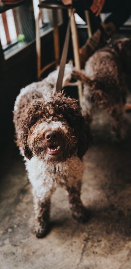[2436x1125]宠物狗 汪星人 泰迪犬 苹果手机壁纸图片