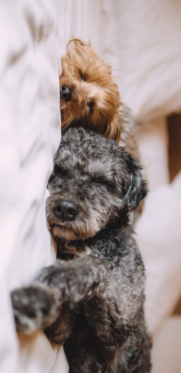 [2436x1125]宠物狗 汪星人 泰迪犬 睡觉 苹果手机壁纸图片