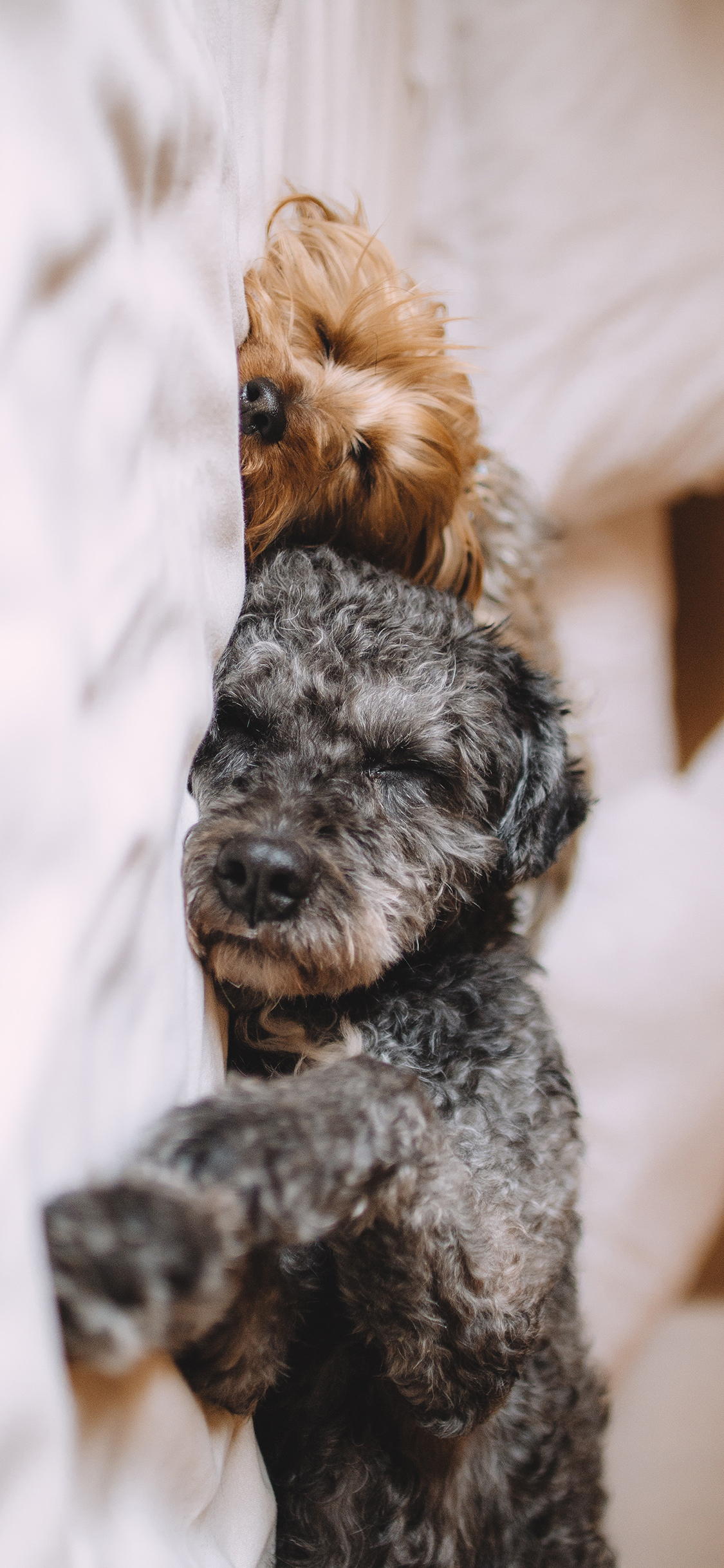 [2436×1125]宠物狗 汪星人 泰迪犬 睡觉 苹果手机壁纸图片