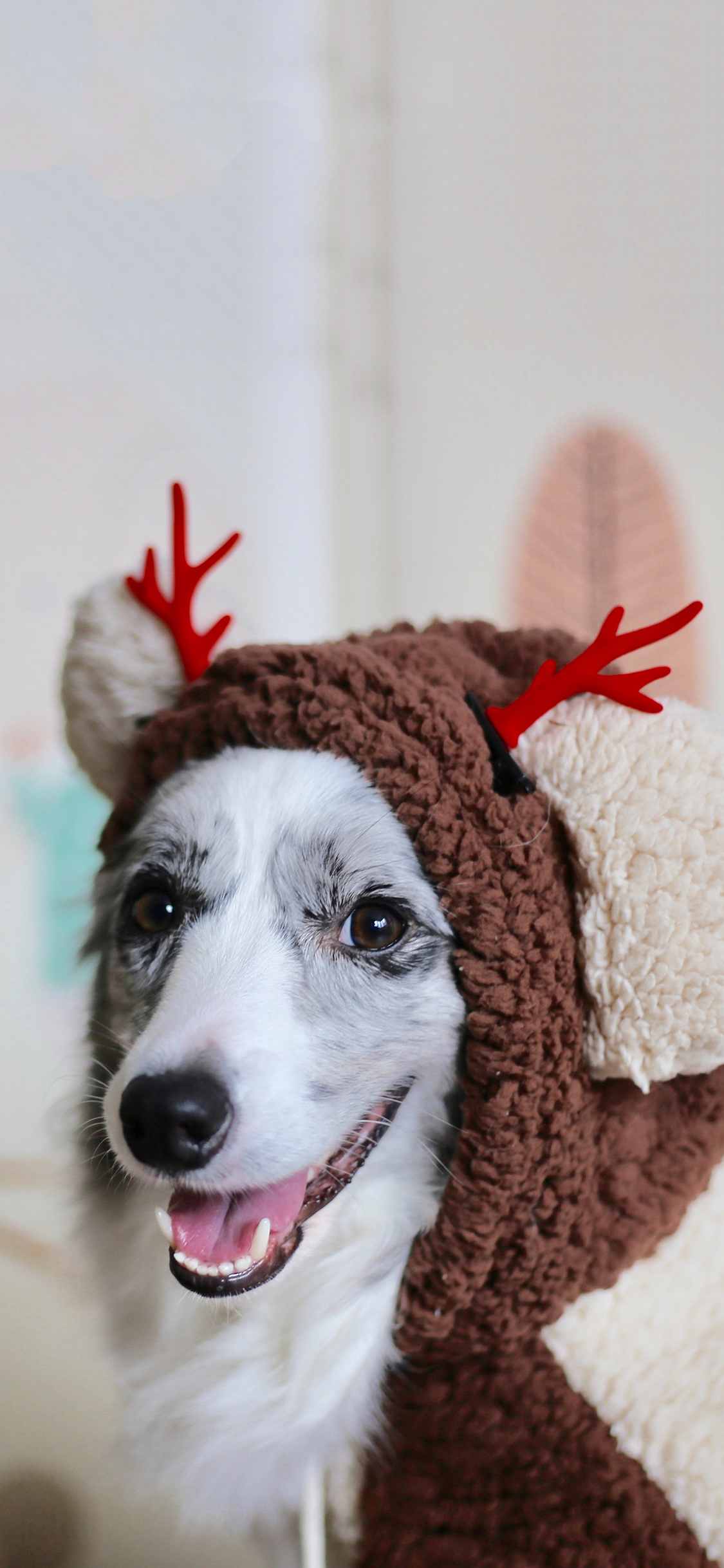 [2436×1125]宠物狗 汪星人 牧羊犬 可爱 苹果手机壁纸图片