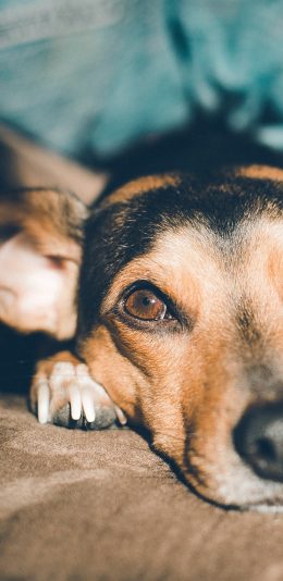[2436x1125]宠物狗 汪星人 狗子 趴着 苹果手机壁纸图片