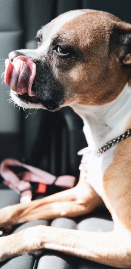 [2436x1125]宠物狗 汪星人 狗狗 苹果手机壁纸图片