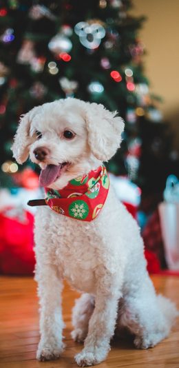 [2436x1125]宠物狗 汪星人 狗狗 围巾 苹果手机壁纸图片