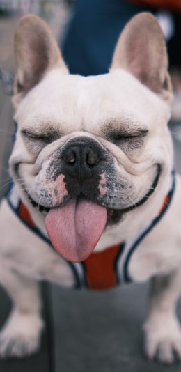 [2436x1125]宠物狗 汪星人 狗狗 法斗犬 苹果手机壁纸图片