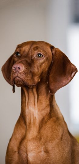 [2436x1125]宠物狗 汪星人 猎犬 狗狗 苹果手机壁纸图片