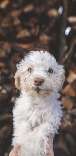 [2436x1125]宠物狗 汪星人 白色 可爱 苹果手机壁纸图片