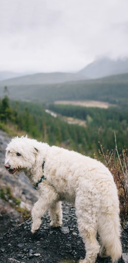 [2436x1125]宠物狗 汪星人 白色 郊外 苹果手机壁纸图片