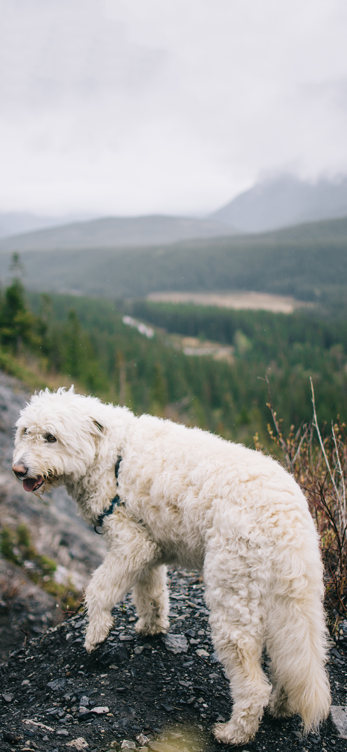 [2436×1125]宠物狗 汪星人 白色 郊外 苹果手机壁纸图片