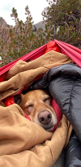 [2436x1125]宠物狗 汪星人 睡袋 睡觉 苹果手机壁纸图片
