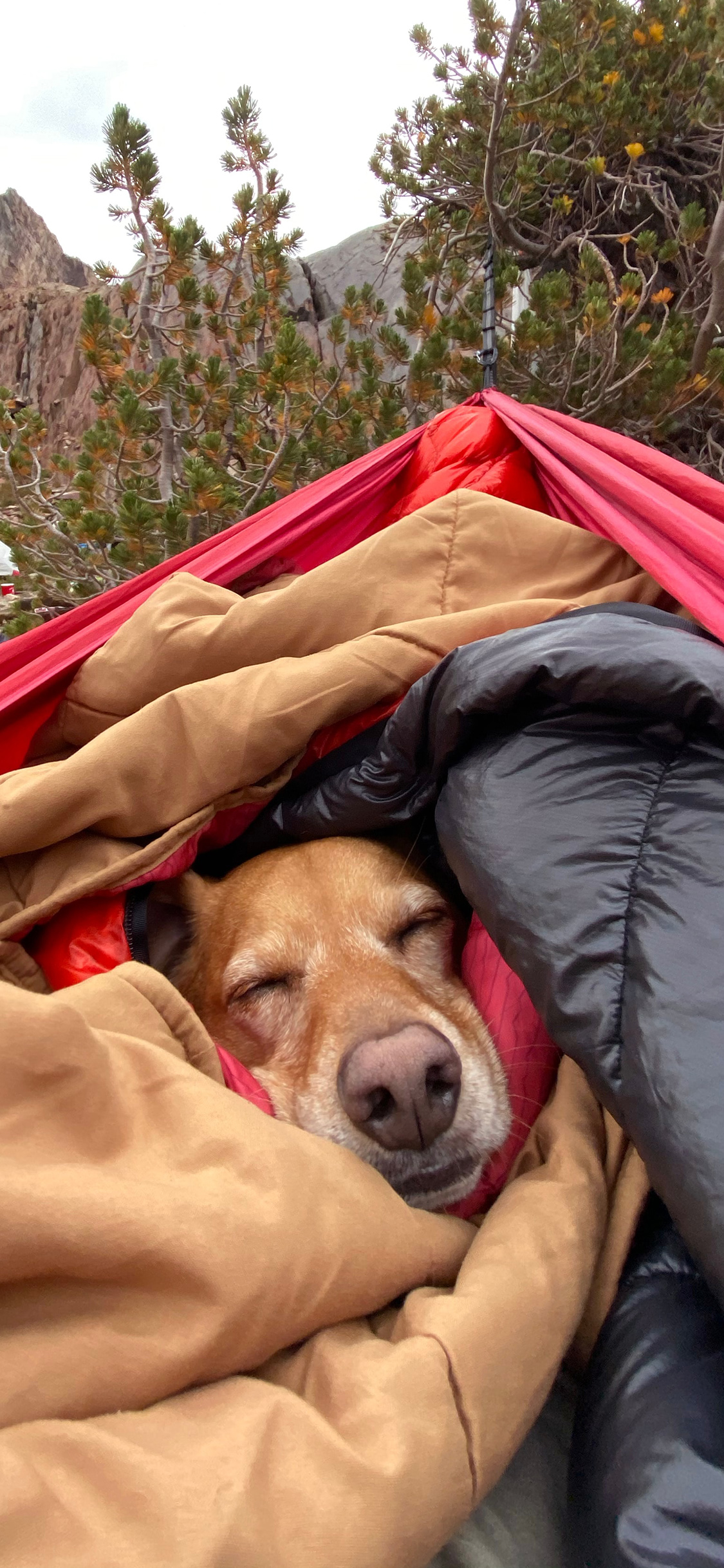 [2436×1125]宠物狗 汪星人 睡袋 睡觉 苹果手机壁纸图片