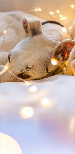 [2436x1125]宠物狗 汪星人 睡觉 灯饰 苹果手机壁纸图片