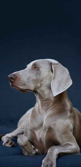 [2436x1125]宠物狗 汪星人 短毛 健硕 苹果手机壁纸图片