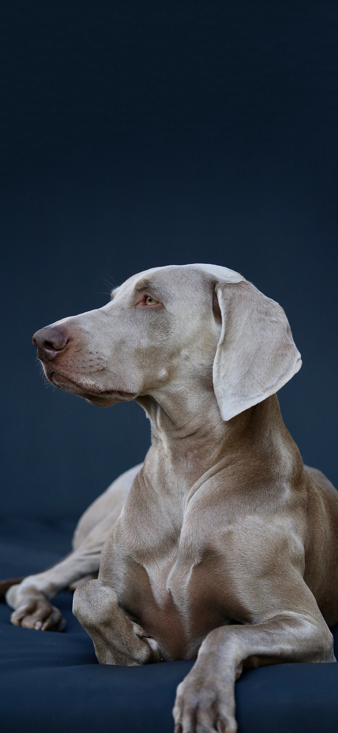 [2436×1125]宠物狗 汪星人 短毛 健硕 苹果手机壁纸图片
