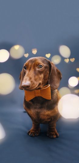 [2436x1125]宠物狗 汪星人 腊肠犬 小短腿 苹果手机壁纸图片