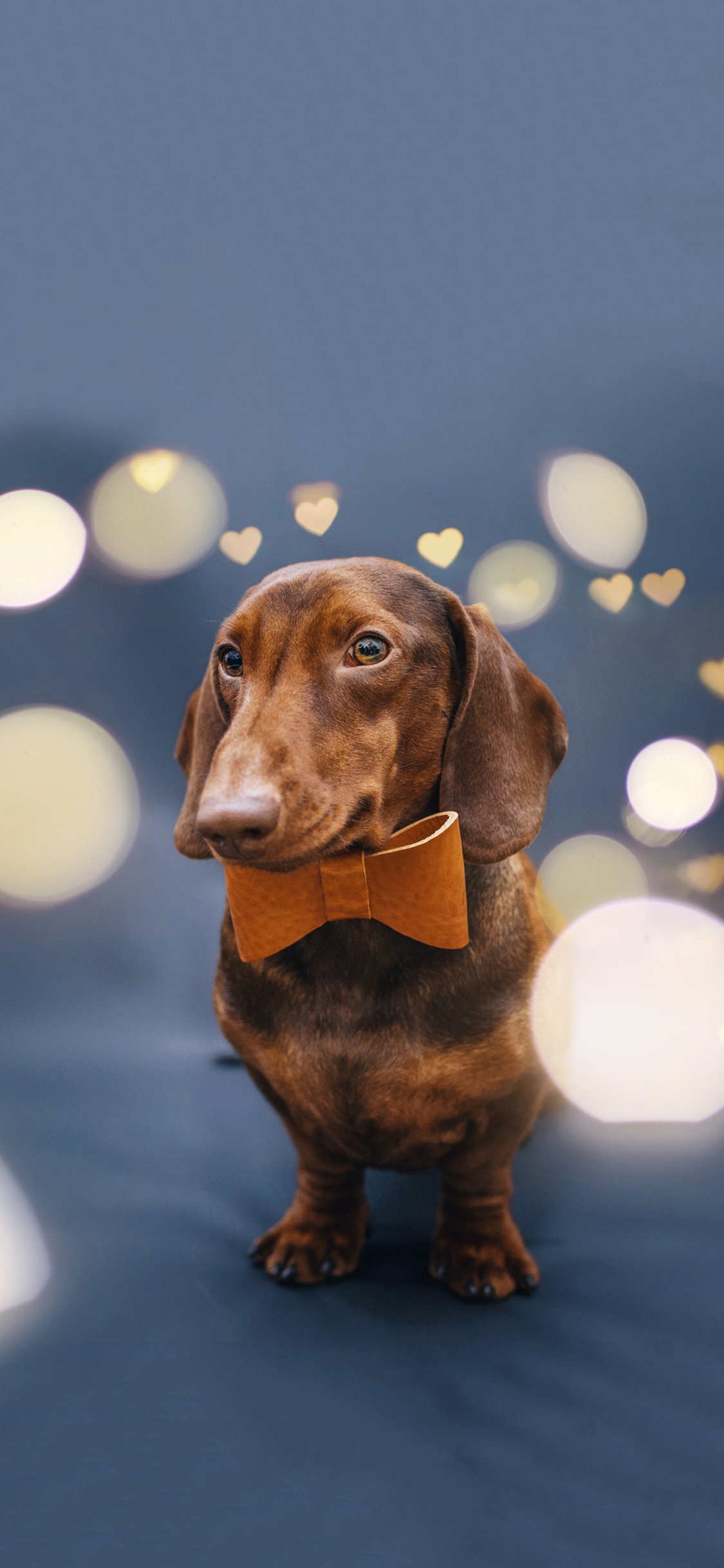 [2436×1125]宠物狗 汪星人 腊肠犬 小短腿 苹果手机壁纸图片