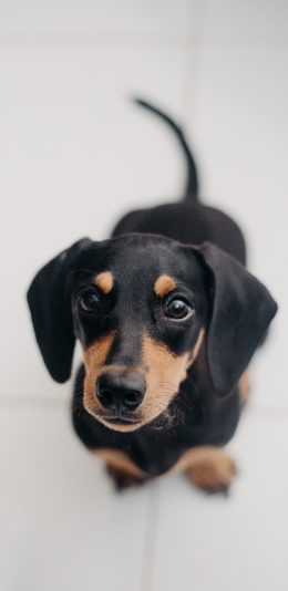 [2436x1125]宠物狗 汪星人 腊肠犬 黑色 苹果手机壁纸图片