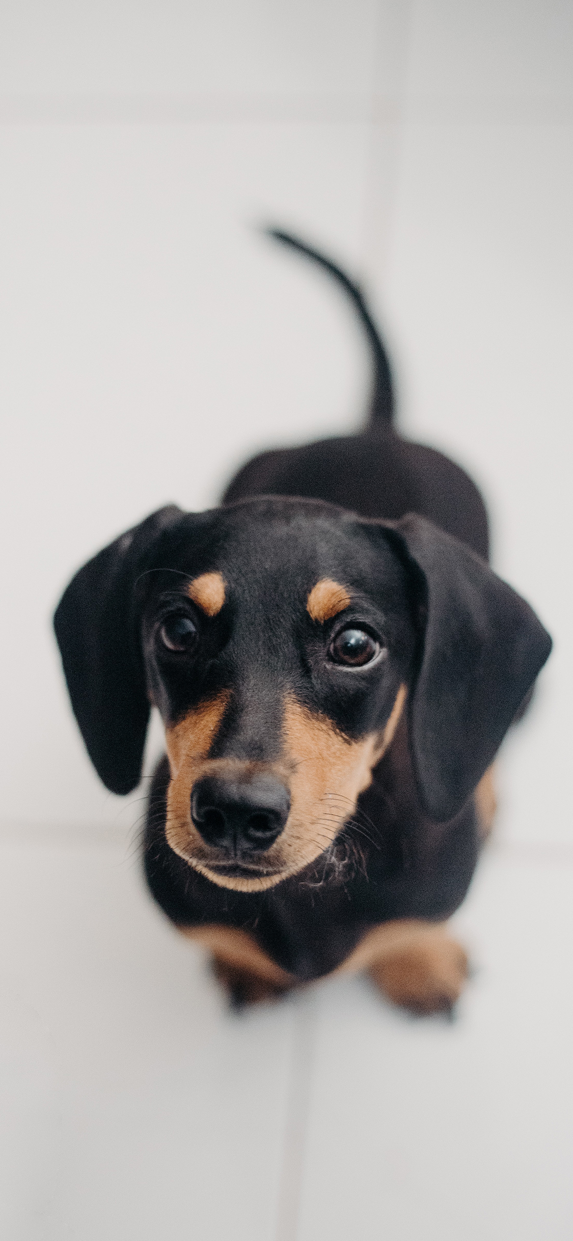 [2436×1125]宠物狗 汪星人 腊肠犬 黑色 苹果手机壁纸图片