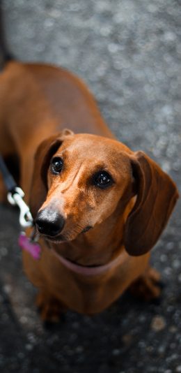 [2436x1125]宠物狗 汪星人 腊肠狗 可爱 苹果手机壁纸图片