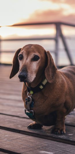 [2436x1125]宠物狗 汪星人 腊肠狗 呆萌 苹果手机壁纸图片