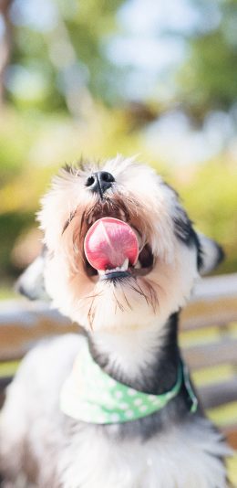 [2436x1125]宠物狗 汪星人 舌头 可爱 苹果手机壁纸图片