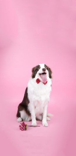 [2436x1125]宠物狗 汪星人 苏牧犬 可爱 苹果手机壁纸图片