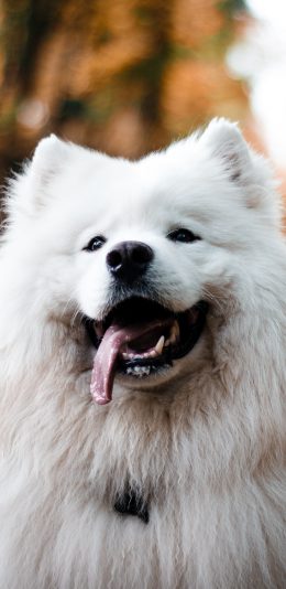 [2436x1125]宠物狗 汪星人 萨摩耶 白色 微笑天使 苹果手机壁纸图片