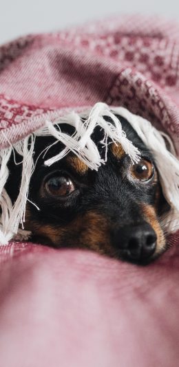 [2436x1125]宠物狗 汪星人 裹被子 苹果手机壁纸图片