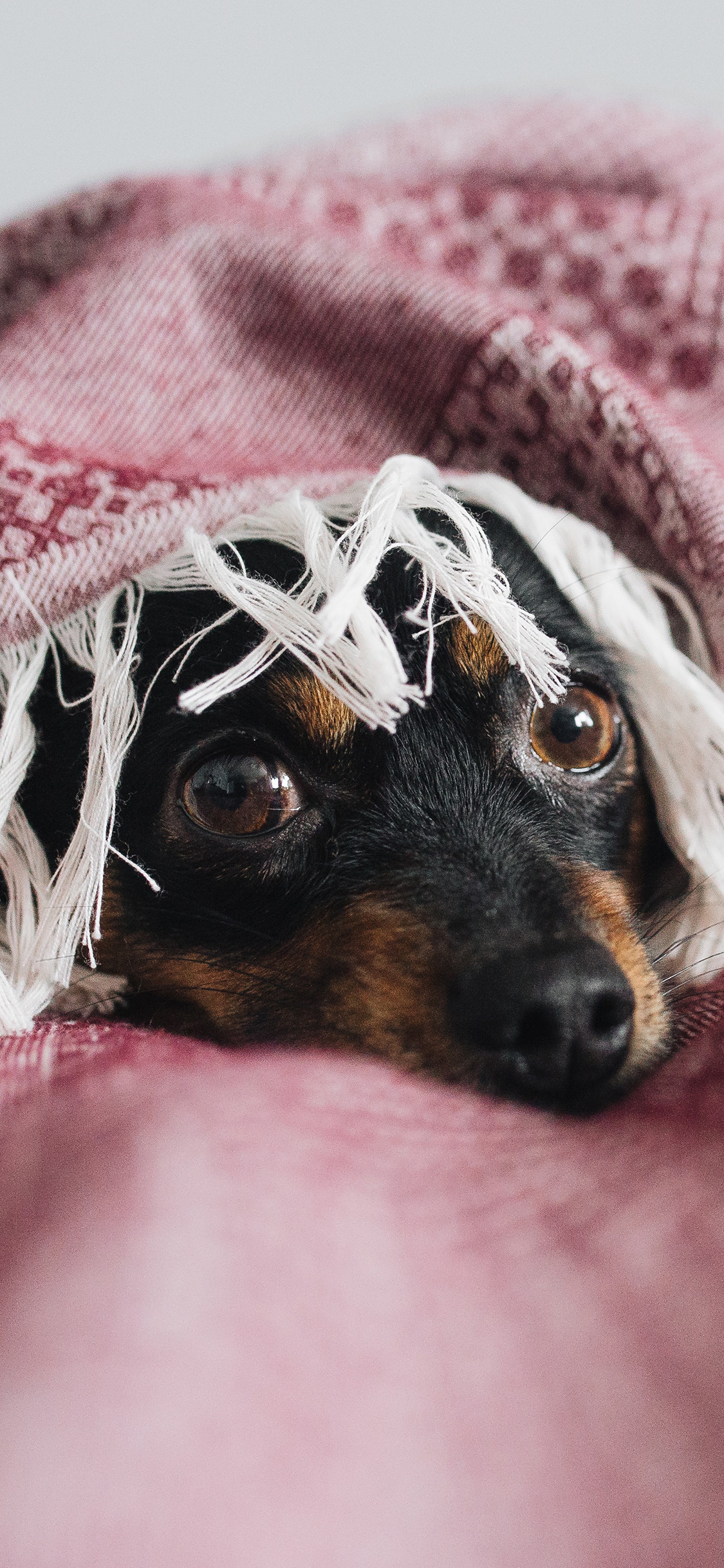 [2436×1125]宠物狗 汪星人 裹被子 苹果手机壁纸图片