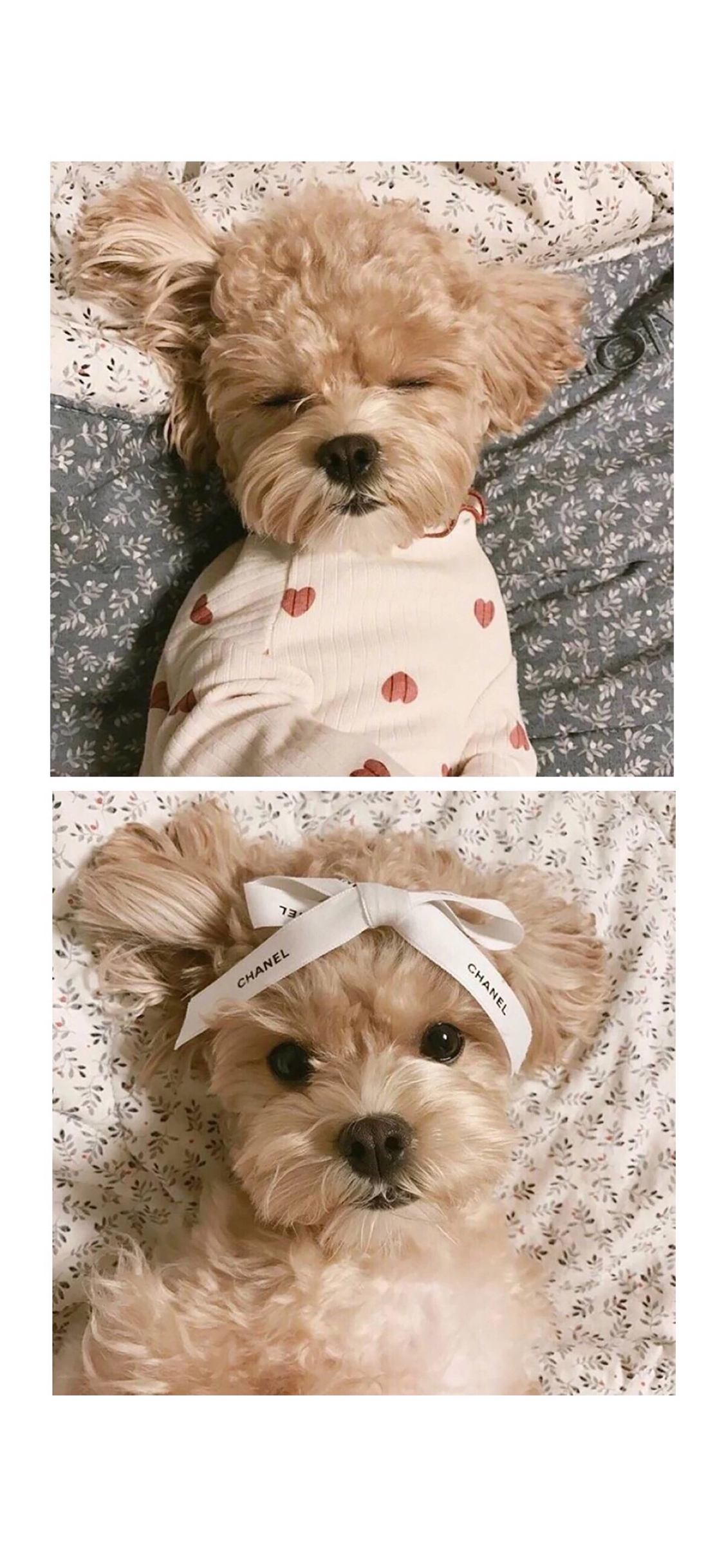 [2436×1125]宠物狗 汪星人 贵宾犬 可爱 苹果手机壁纸图片