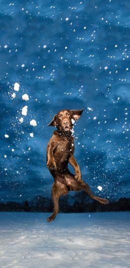 [2436x1125]宠物狗 汪星人 跳跃 写真 苹果手机壁纸图片