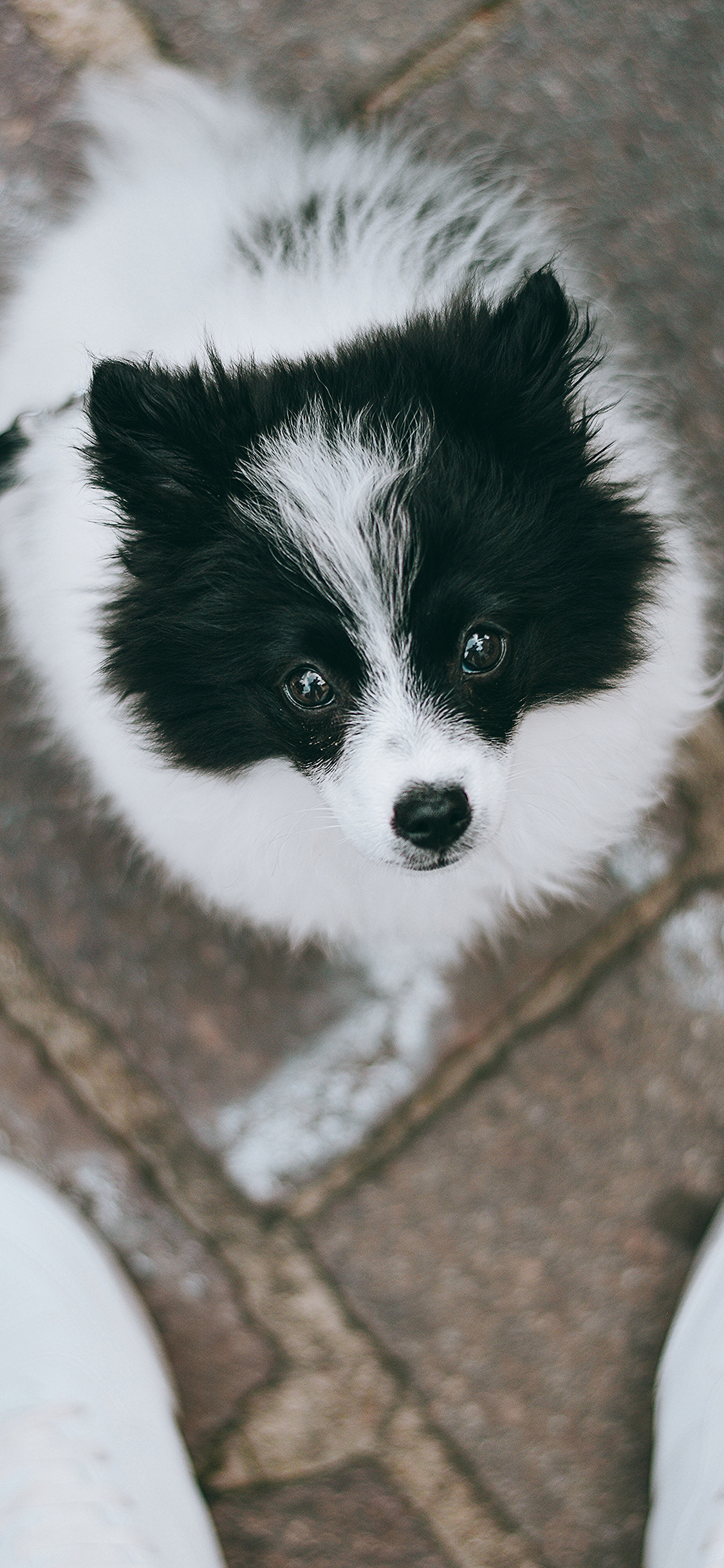 [2436×1125]宠物狗 汪星人 边牧犬 黑白 毛发 苹果手机壁纸图片