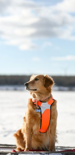 [2436x1125]宠物狗 汪星人 金毛犬 写真 苹果手机壁纸图片