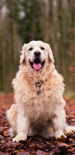 [2436x1125]宠物狗 汪星人 金毛犬 可爱 苹果手机壁纸图片