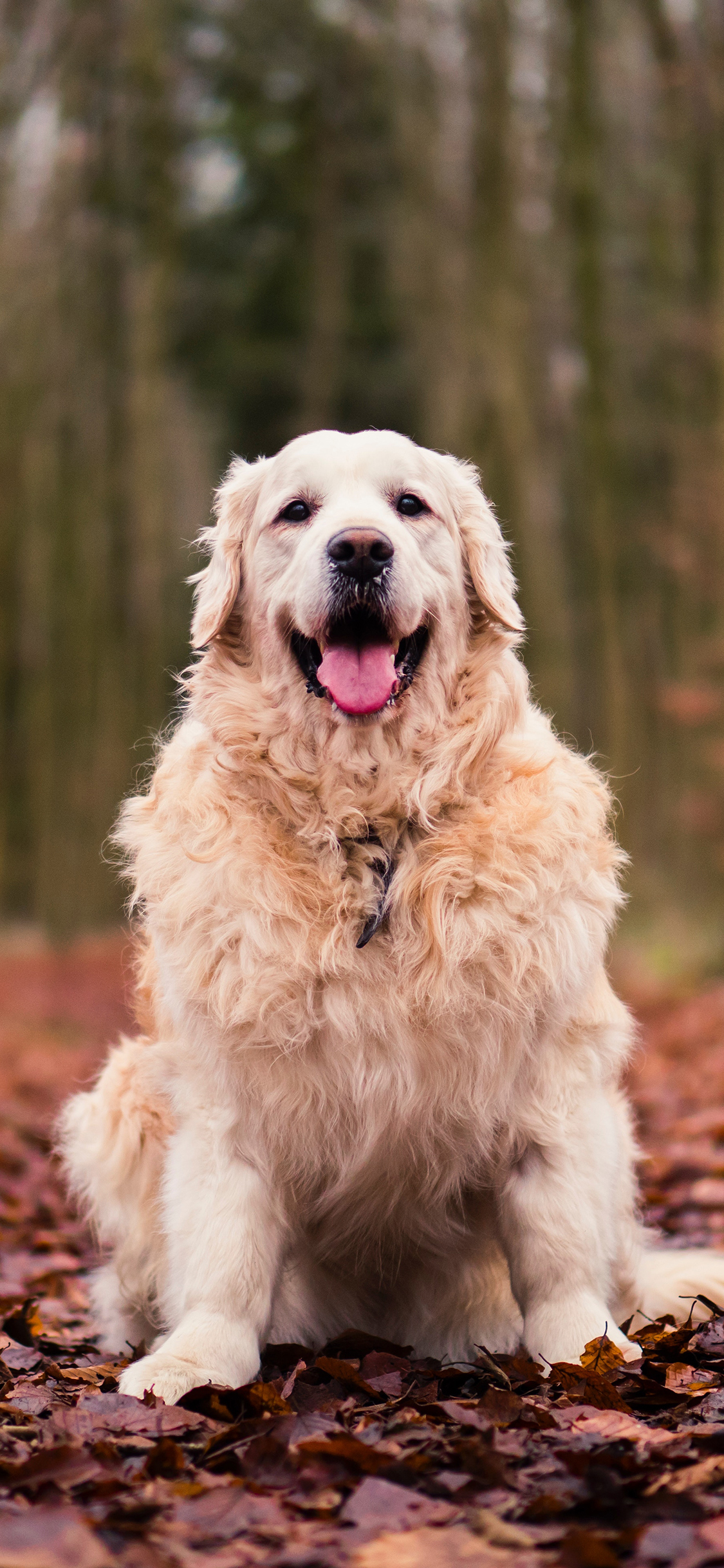 [2436×1125]宠物狗 汪星人 金毛犬 可爱 苹果手机壁纸图片