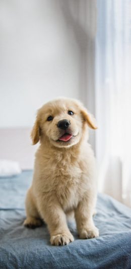 [2436x1125]宠物狗 汪星人 金毛犬 幼犬 苹果手机壁纸图片