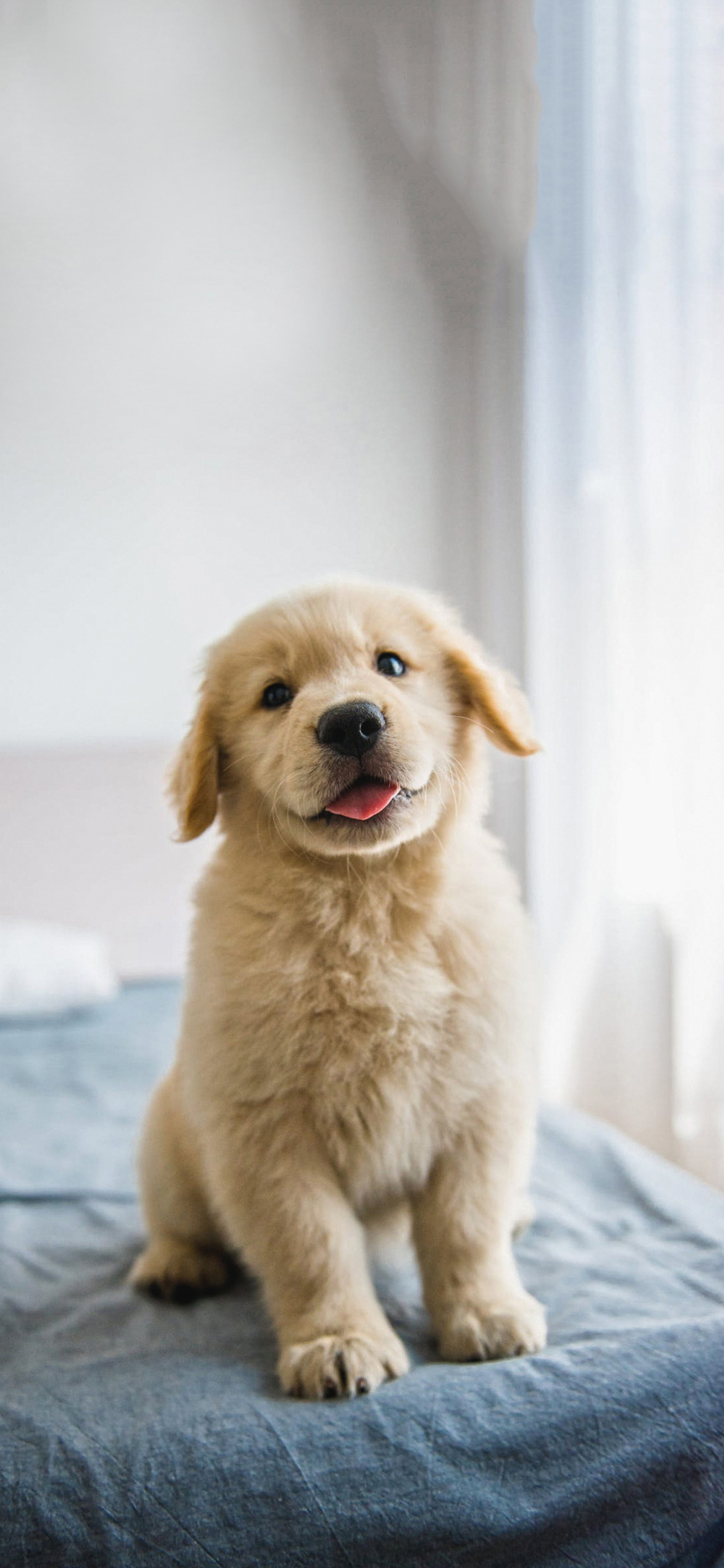 [2436×1125]宠物狗 汪星人 金毛犬 幼犬 苹果手机壁纸图片