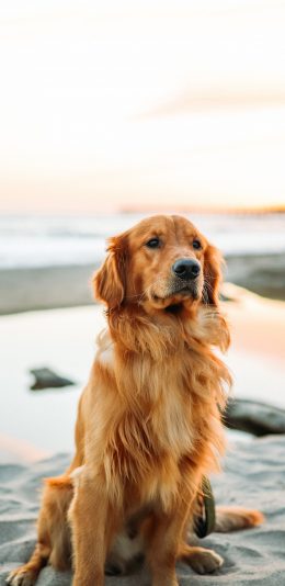 [2436x1125]宠物狗 汪星人 金毛犬 温顺 苹果手机壁纸图片